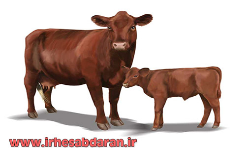 red-poll-cattle